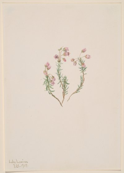 Lyng (Phyllodoce intermedia) af Mary Vaux Walcott
