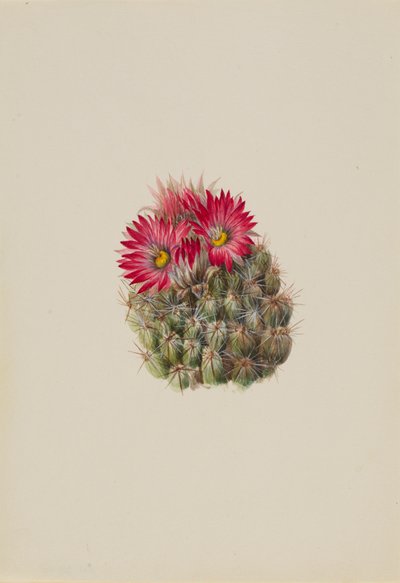 Pindsvinekaktus Coryphantha arizonica, 1933. af Mary Vaux Walcott