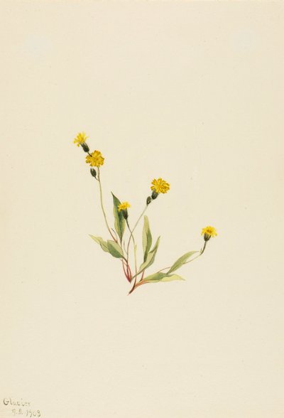 Heieracium gracile af Mary Vaux Walcott