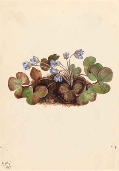 Hepatica (Hepatica americana) af Mary Vaux Walcott