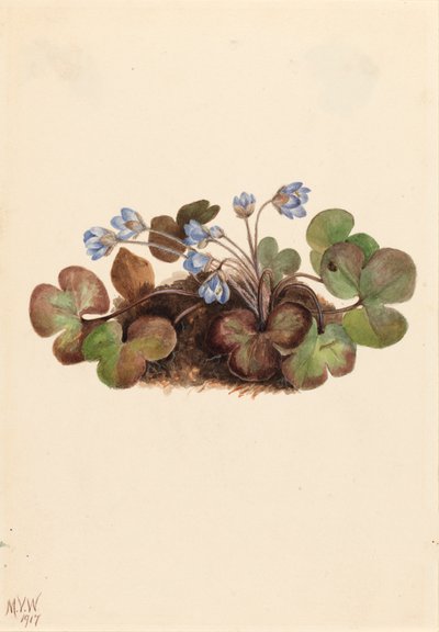 Amerikansk leverurt, 1917. af Mary Vaux Walcott