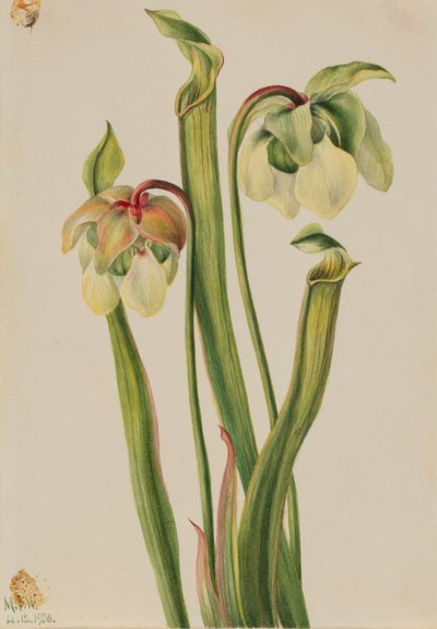 Hybrid kandebærerplante (Sarracenia minor) af Mary Vaux Walcott