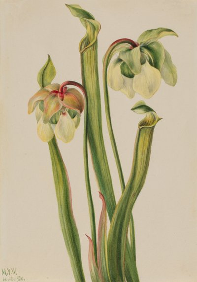 Hybrid Pitcherplant Sarracenia minor, 1930. af Mary Vaux Walcott