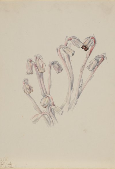 Indian Pipe Monotropa uniflora, 1926. af Mary Vaux Walcott