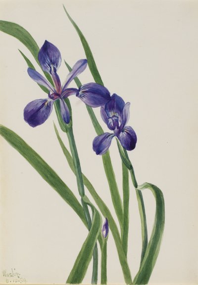 Iris Iris art, 1939. af Mary Vaux Walcott