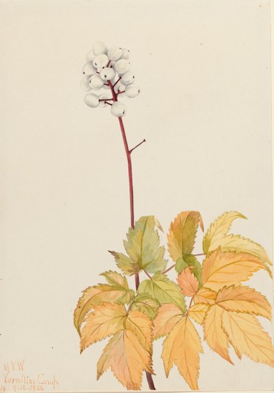 Ivory Baneberry Actaea arguta, 1922 af Mary Vaux Walcott