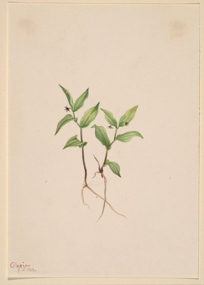 Kruhsea (Kruhsea streptopoides) af Mary Vaux Walcott
