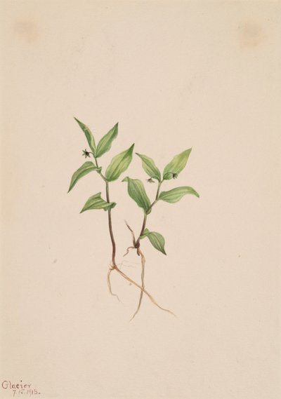 Kruhsea Kruhsea streptopoides, 1913. af Mary Vaux Walcott