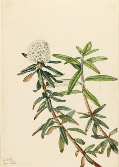 Labrador-te (Ledum groenlandicum) af Mary Vaux Walcott