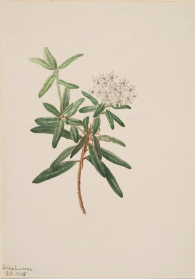 Labrador-te (Ledum groenlandicum) af Mary Vaux Walcott