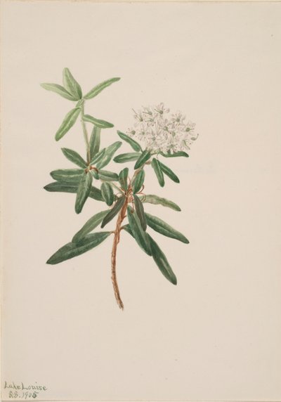 Labrador Tea Greenland Ice, 1905. af Mary Vaux Walcott