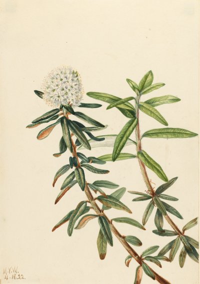 Labrador Tea Grønlandsis, 1922. af Mary Vaux Walcott