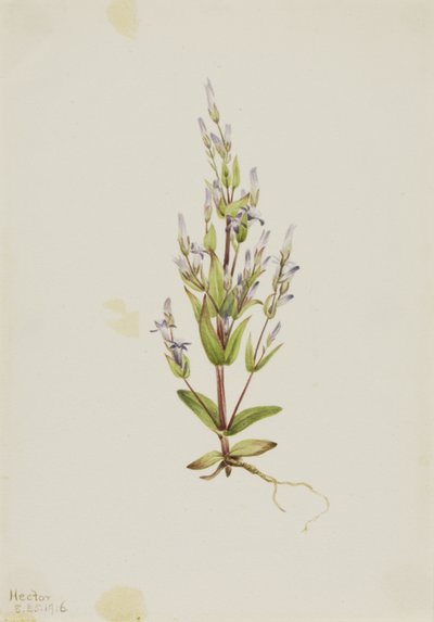 Stige Gentian Gentiana acuta, 1916. af Mary Vaux Walcott
