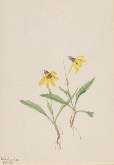 Lake Louise Arnica (Arnica louisiana) af Mary Vaux Walcott