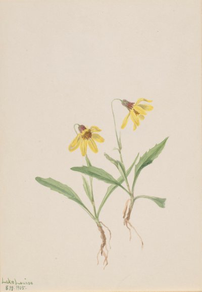 Lake Louise Arnica Arnica louisiana, 1905. af Mary Vaux Walcott