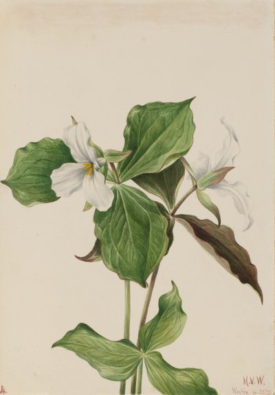 Stor hvid Trillium Trillium grandiflorum, 1923. af Mary Vaux Walcott
