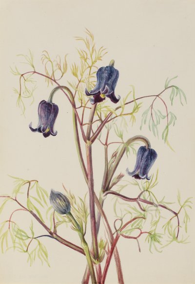 Læderblomst Clematis hirsutissima, ca. 1930