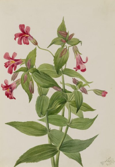 Lewis abeblomst (Mimulus lewisii) af Mary Vaux Walcott