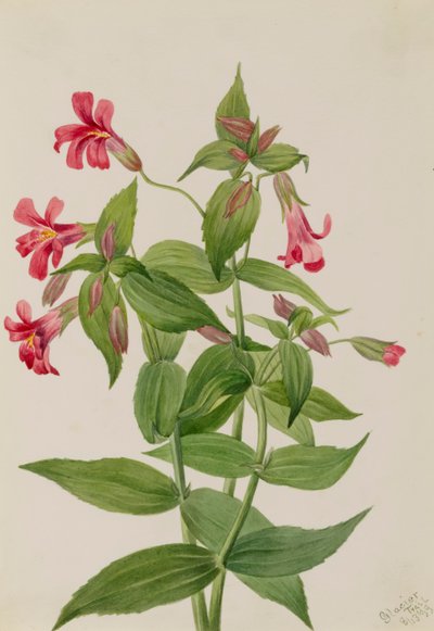 Lewis Abeblomst Mimulus lewisii, 1899. af Mary Vaux Walcott