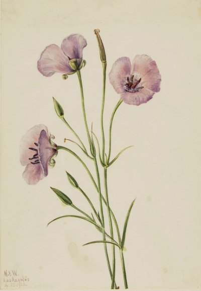 Lilla Mariposa (Calochortus splendens) af Mary Vaux Walcott