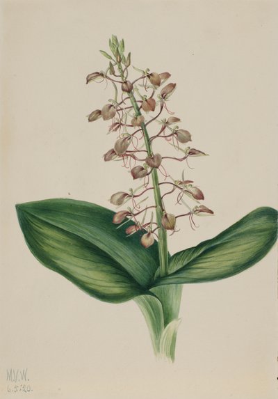 Lily Twybulade Liparis liliifolia, 1920. af Mary Vaux Walcott