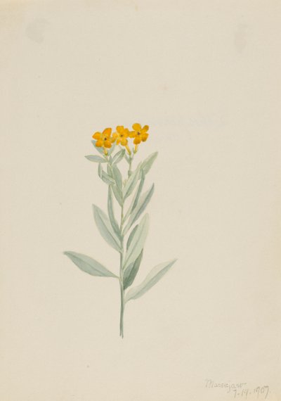 Lithospermum canescens af Mary Vaux Walcott