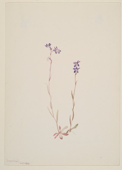 Lobelia Kalmii af Mary Vaux Walcott