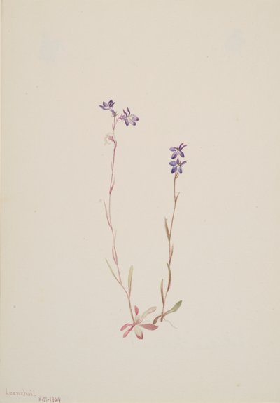 Lobelia Kalmii, 1904. af Mary Vaux Walcott