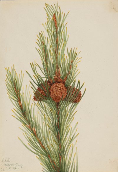 Lodgepole fyr (Pinus Contorta murrayana) af Mary Vaux Walcott