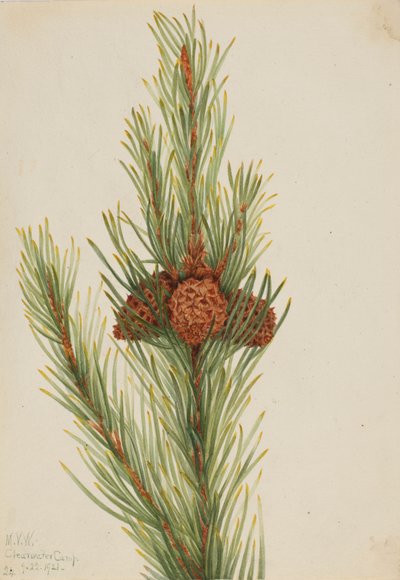 Lodgepole Pine Pinus Contorta murrayana, 1921. af Mary Vaux Walcott