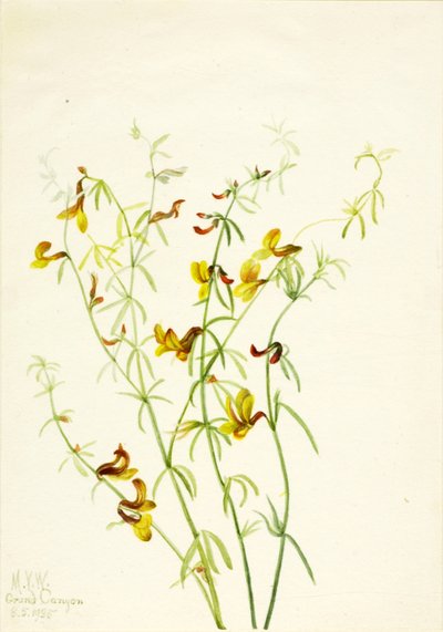 Lotus puberulus af Mary Vaux Walcott