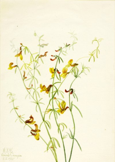 Lotus puberulus, 1935. af Mary Vaux Walcott