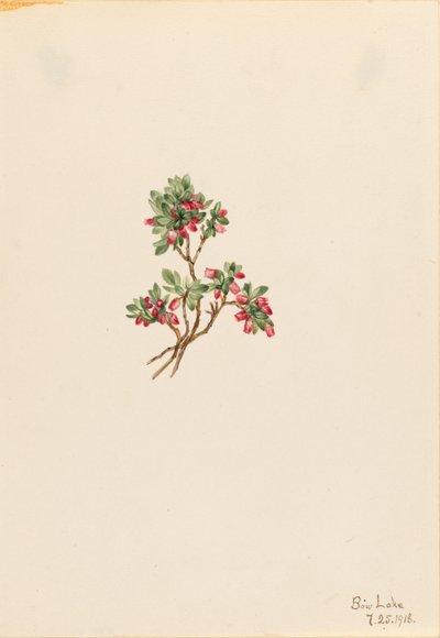 Lavt skvalderkål (Vaccinium caespitosum) af Mary Vaux Walcott