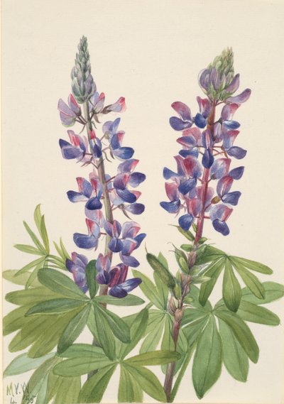 Lupin Lupinus fornosus, 1935. af Mary Vaux Walcott