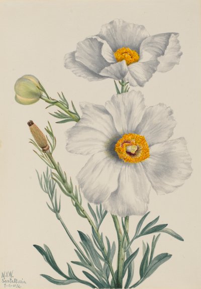 Matilija Poppy Romney coulteri, 1931. af Mary Vaux Walcott