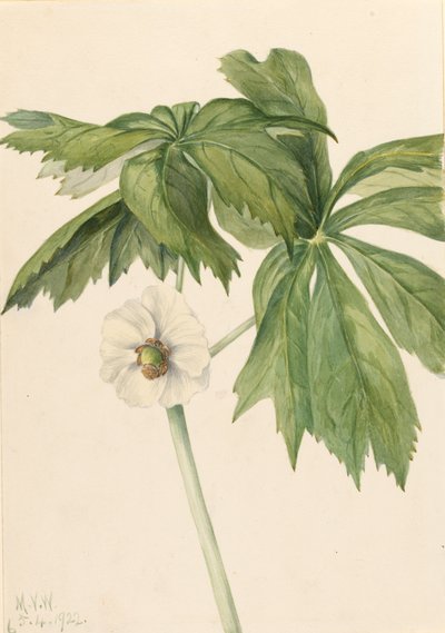 Mayapple Podphyllum paltatum, 1922. af Mary Vaux Walcott