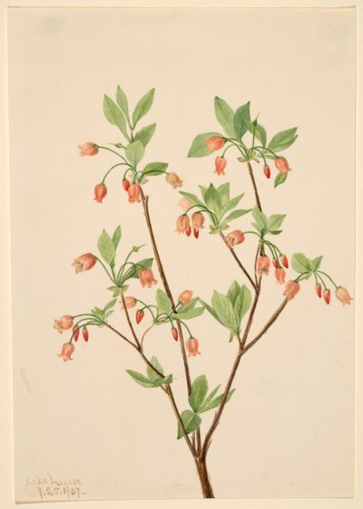 Menziesea (Menziesea glabella) af Mary Vaux Walcott