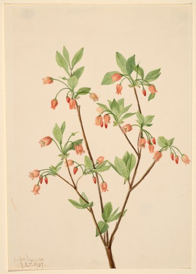 Menziesea Menziesea glabella, 1907. af Mary Vaux Walcott