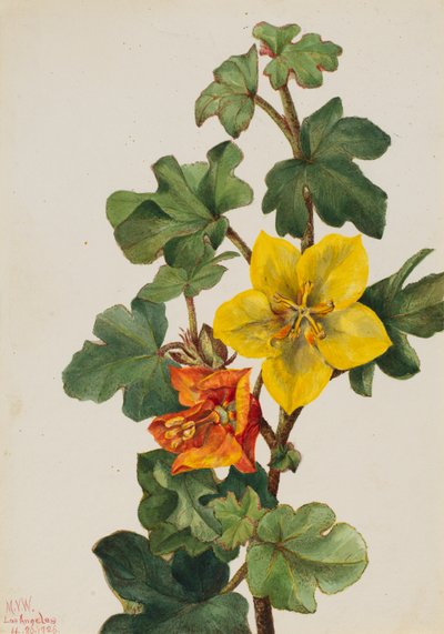 Mexicansk Fremontia Fremontodendron mexicanum, 1926. af Mary Vaux Walcott