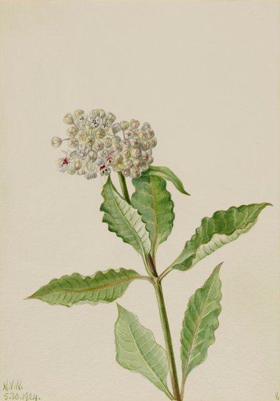 Milkweed Asclepias, 1924. af Mary Vaux Walcott