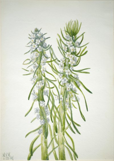Miners lys (Oreocarya virgata) af Mary Vaux Walcott