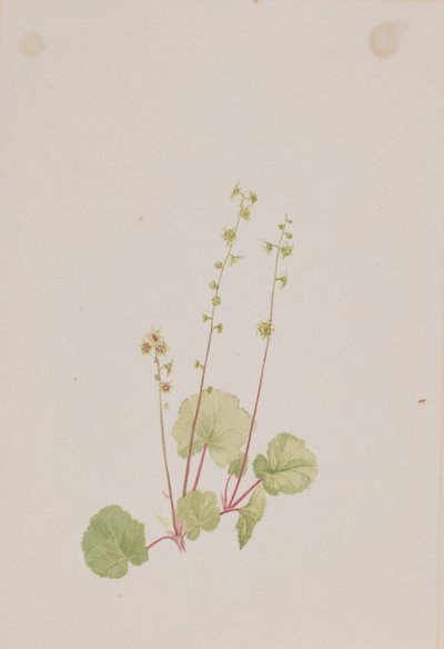 Nøgne Mitella af Mary Vaux Walcott