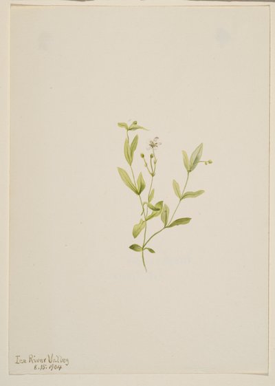 Moehringia laberiflora af Mary Vaux Walcott