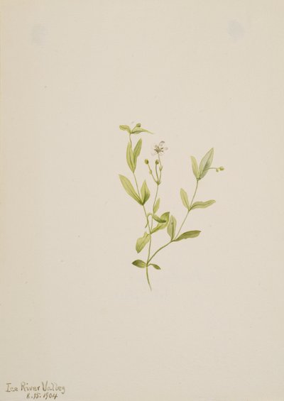 Moehringia laberiflora, 1904. af Mary Vaux Walcott