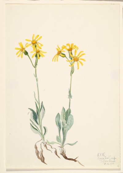 Montana Parnassia Parnassia montanesis, 1920. af Mary Vaux Walcott