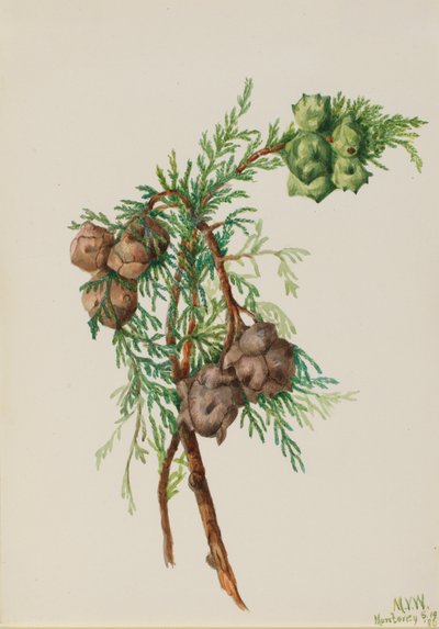 Monterey Cypress Cupressus macrocarpa, 1936. af Mary Vaux Walcott