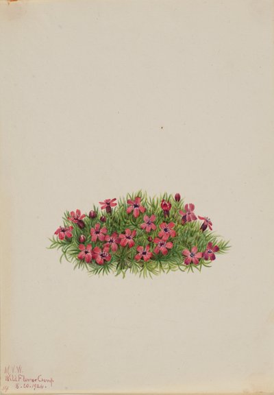 Mosegøgelilje (Silene acaulis) af Mary Vaux Walcott