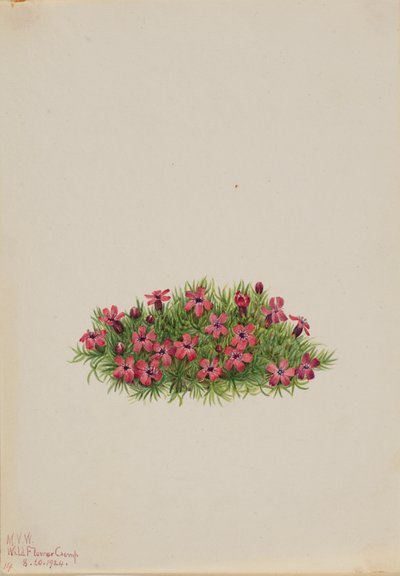 Moss Campion Silene acaulis, 1924. af Mary Vaux Walcott