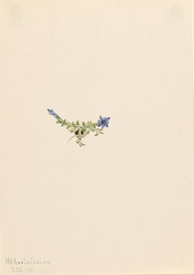 Mos-ensian (Gentiana prostrata) af Mary Vaux Walcott