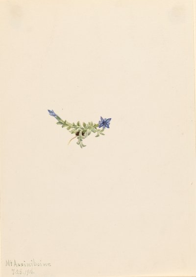 Moss Gentian Gentiana prostrata, 1916. af Mary Vaux Walcott